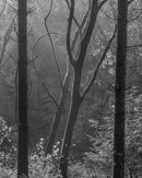‘Morning mist at Milllington’
