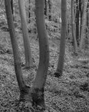 ‘Dying Ash trees’