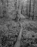 ‘Fallen Ash’