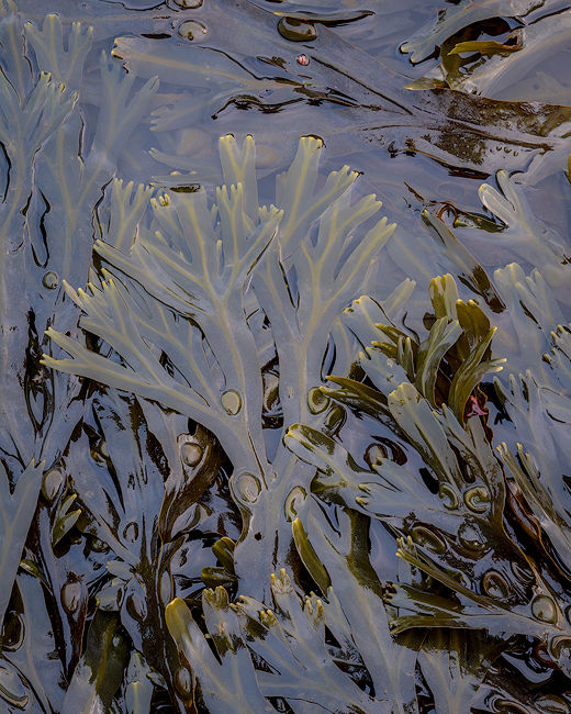 'Seaweed tree'