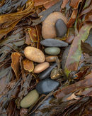 'Stones and seaweed'