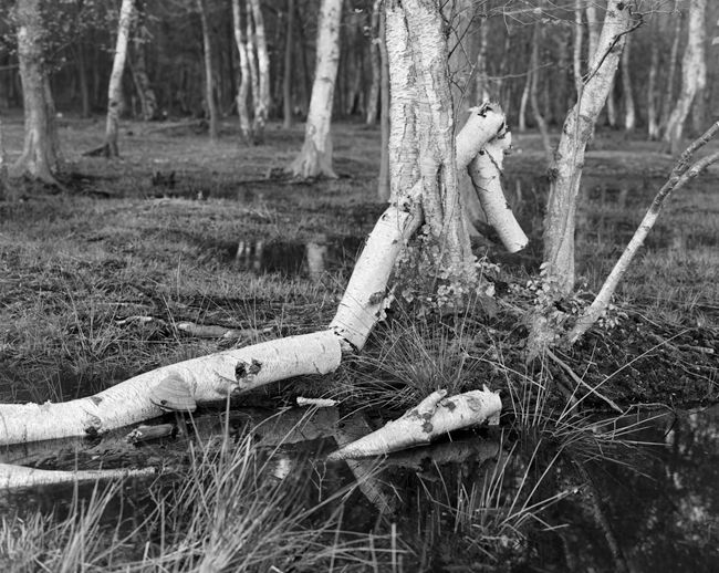 'Birch log study'
