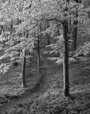 'Millington woods in spring