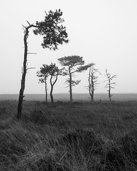 'NYM #3'