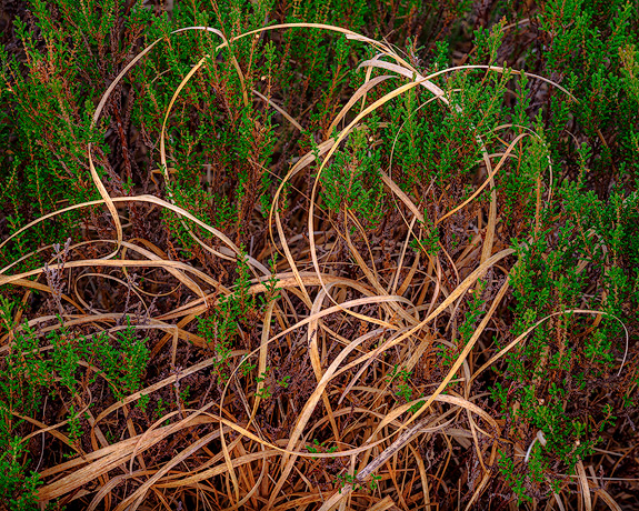 'Intertwined grasses’