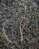 ‘Frosted grasses’