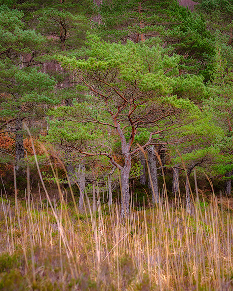 'Tree and Grasses'