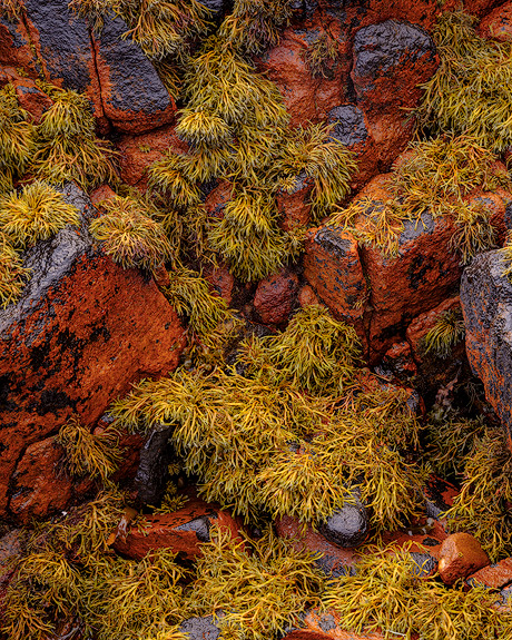 'Torridon Rocks and Seaweed’