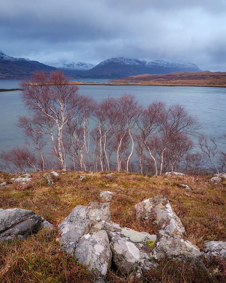 'Birch trees on Loch Torridon'