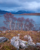 'Birch trees on Loch Torridon'