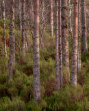 'Pine trees'