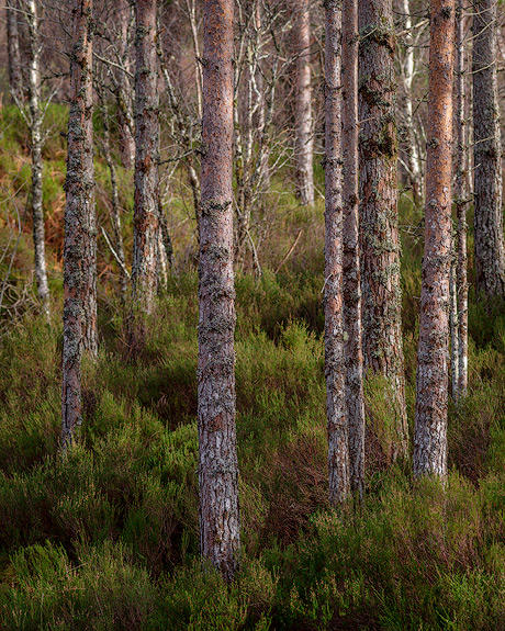'Pine trees'