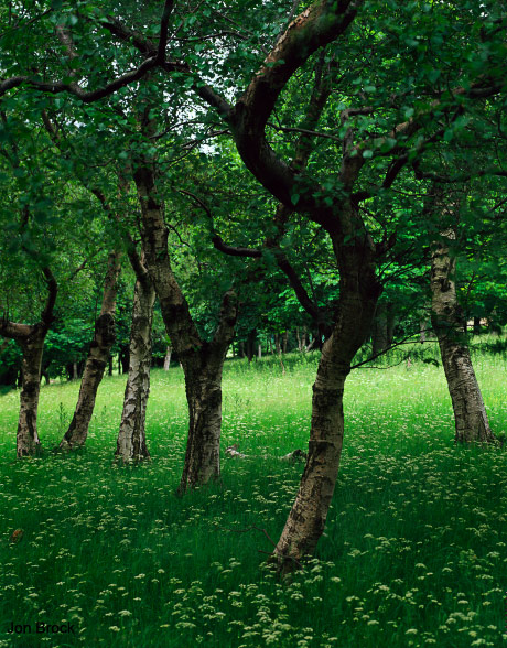 'Birch Trees in the Wolds'