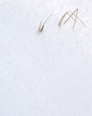 'Snow Grasses'