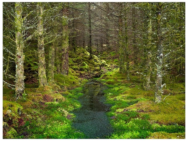 Into the forest