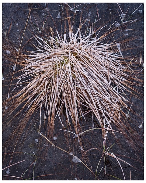 Grass detail