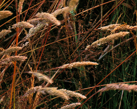 'Grasses Segment'