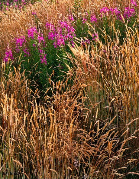 'Grasses and Fireweed'