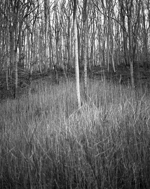 'Young Ash Saplings'