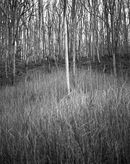 'Young Ash Saplings'