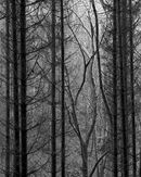 'Through the trees #2'
