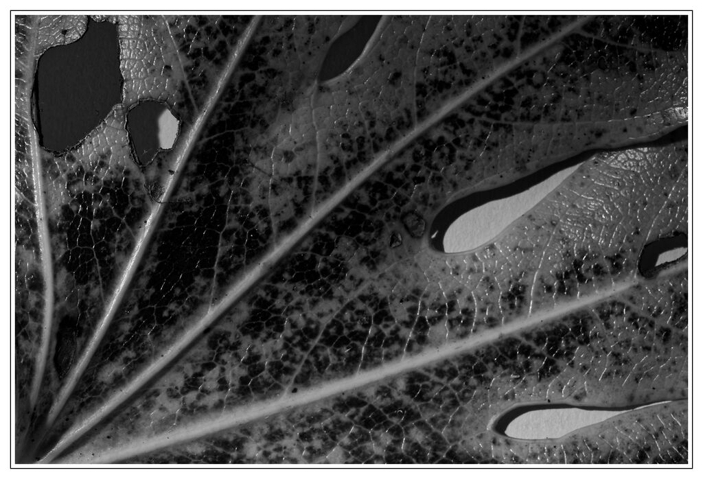 10 Issy Wilson B&W Plants
