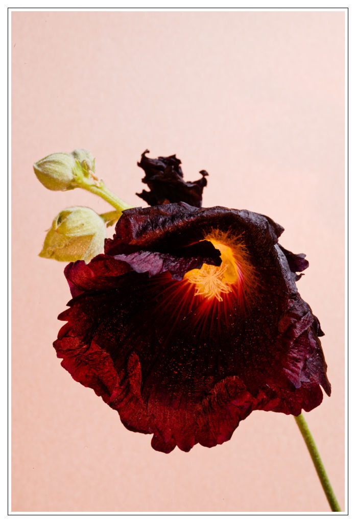 1 Flowers