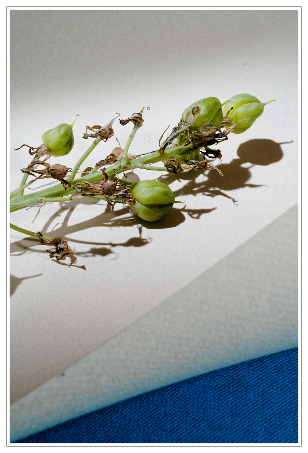 5 Issy Wilson Colour Plants