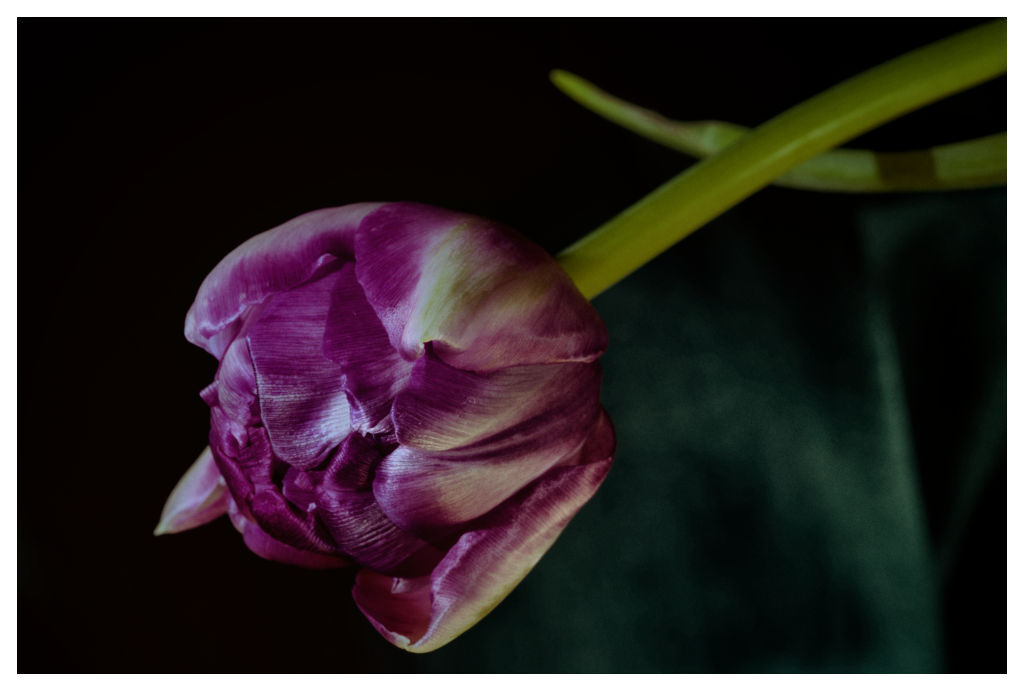 Magenta Tulip