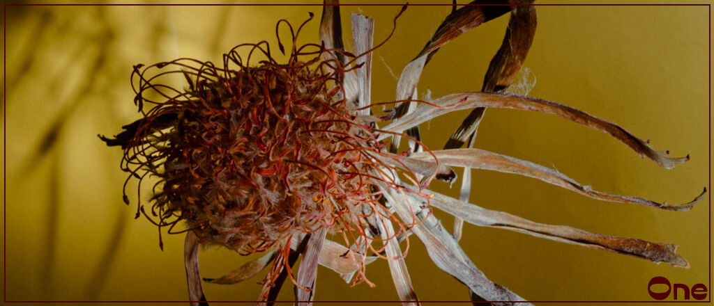 One Sub Header