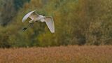 Great White Egret