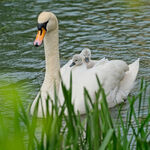 Swan & Cygnets