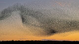 Starling Murmuration