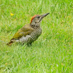 GREEN WOODPECKER