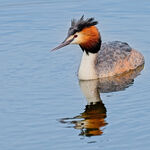 GREAT CRESTED GREBE