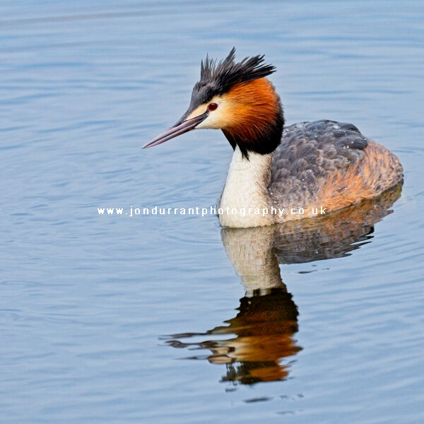 Great Crested Grebe