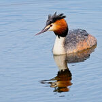 Great Crested Grebe