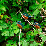 3 KIngfishers