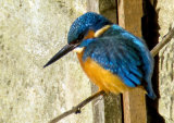 KINGFISHER