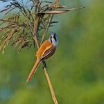 BEARDED REEDLING
