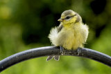 Blue Tit