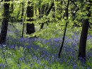 Bluebells Somerset