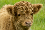 Highland Calf