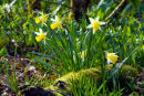 Wild Daffodils