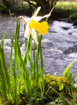 Lone Daffodil