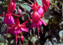 Fushia
