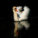 Swan Reflection