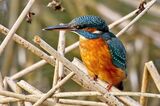 FEMALE KINGFISHER
