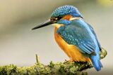 MALE KINGFISHER