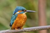 MALE KINGFISHER
